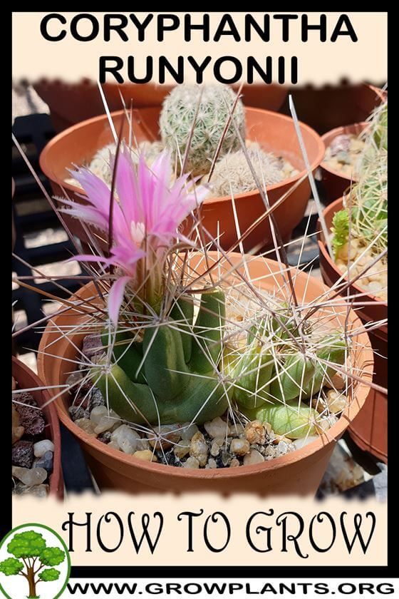 How to grow Coryphantha runyonii