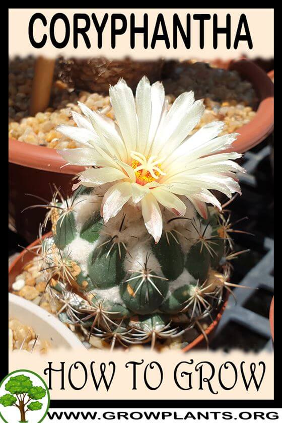 How to grow Coryphantha