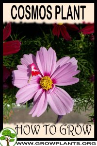 How to grow Cosmos plant