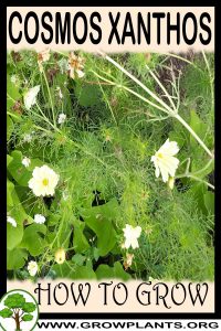 How to grow Cosmos xanthos