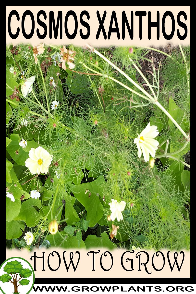 How to grow Cosmos xanthos