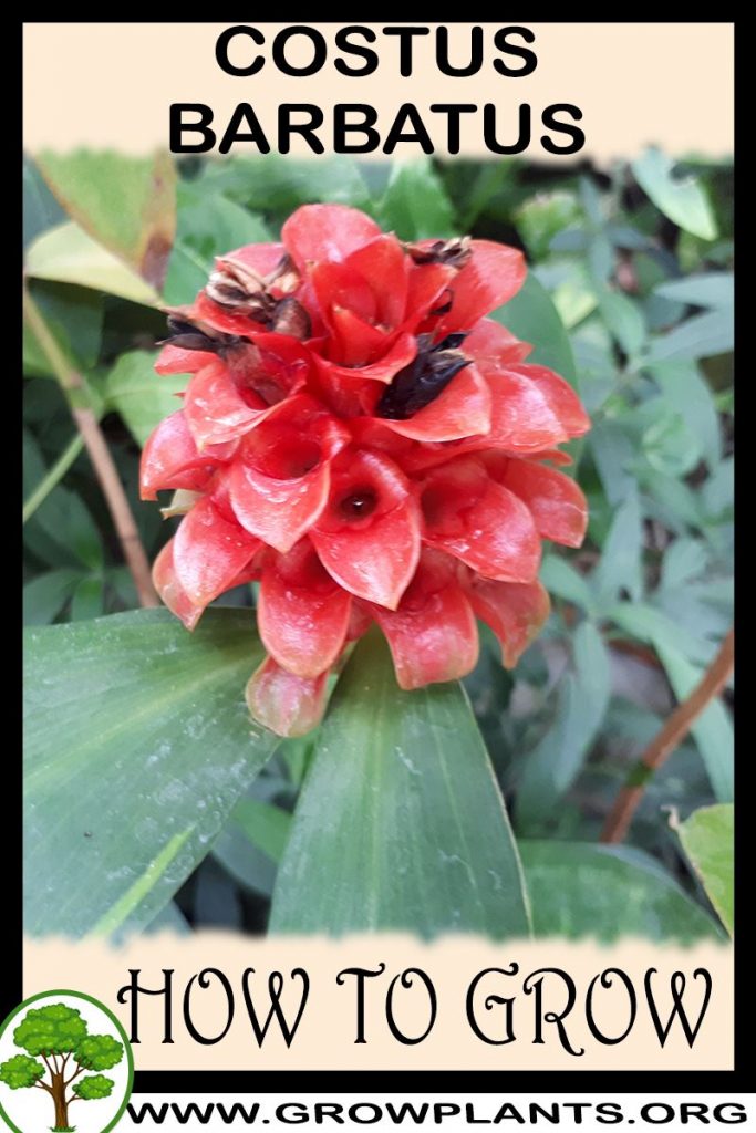 How to grow Costus barbatus
