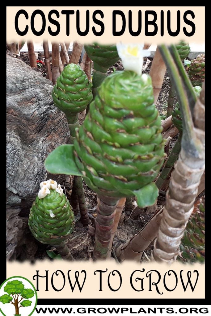 How to grow Costus dubius