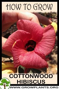 How to grow Cottonwood hibiscus