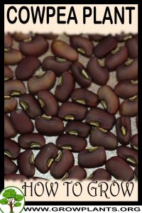 How to grow Cowpea
