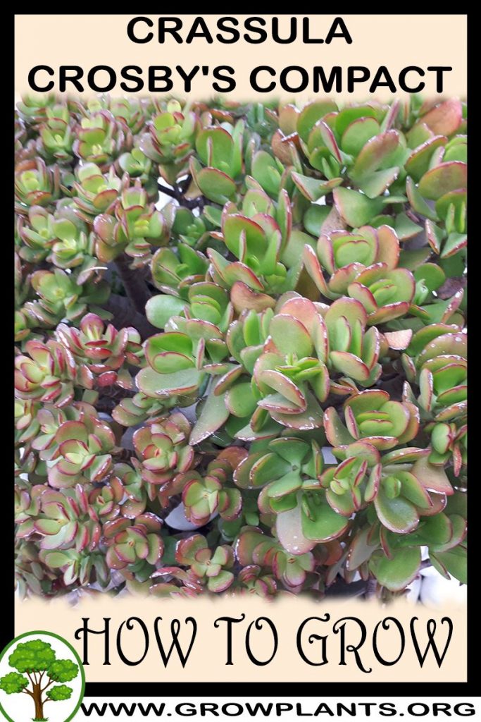How to grow Crassula crosby's compact