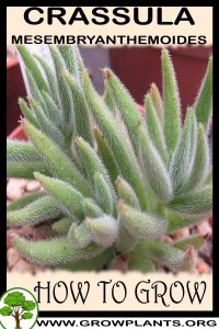 How to grow Crassula mesembryanthemoides