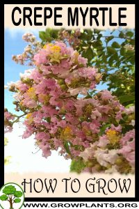 How to grow Crepe myrtle