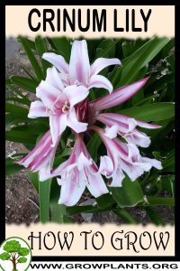 How to grow Crinum lily