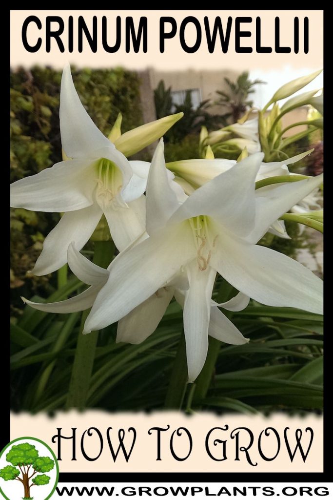 How to grow Crinum powellii