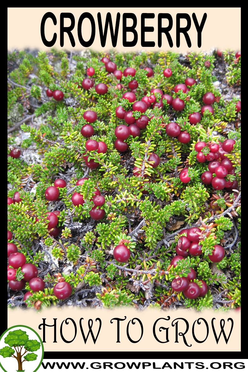 How to grow Crowberry