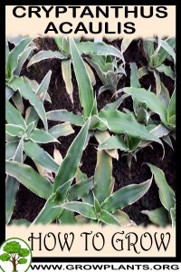 How to grow Cryptanthus acaulis
