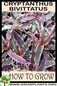 How to grow Cryptanthus bivittatus