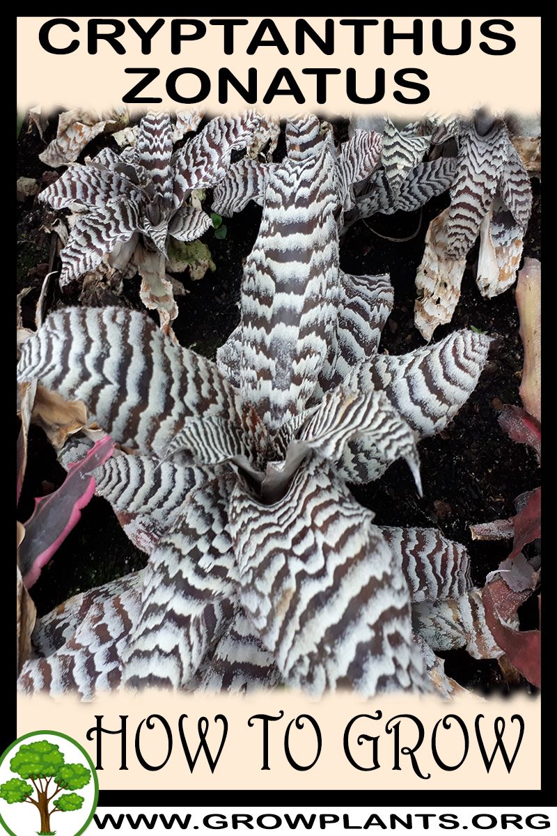 How to grow Cryptanthus zonatus