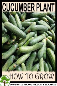 How to grow Cucumber plant