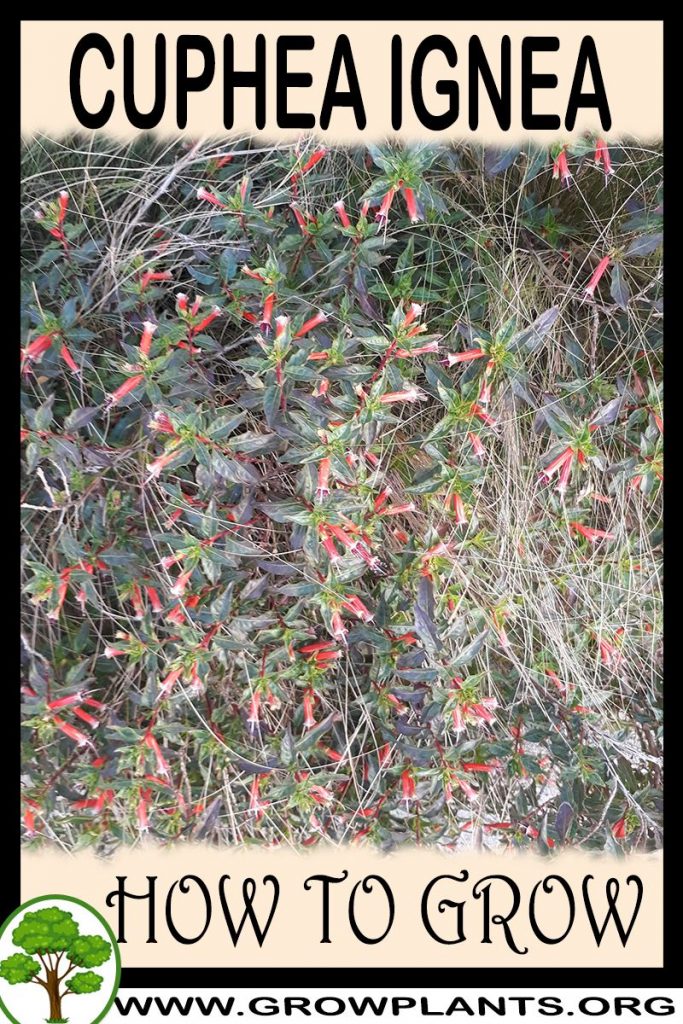 How to grow Cuphea ignea