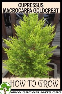 How to grow Cupressus macrocarpa Goldcrest