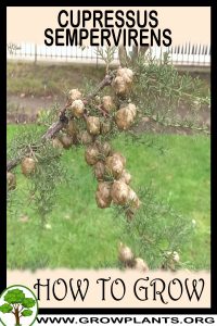 How to grow Cupressus sempervirens