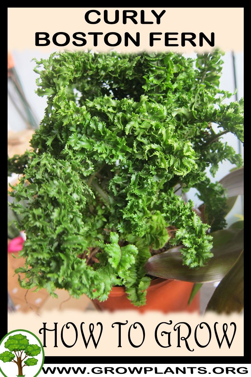 How to grow Curly Boston fern