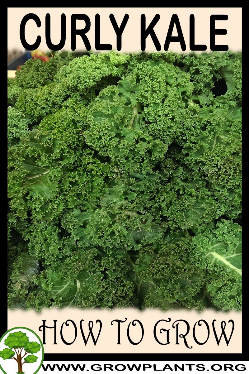 How to grow Curly Kale