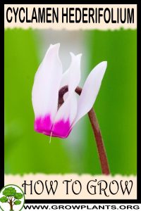 How to grow Cyclamen hederifolium