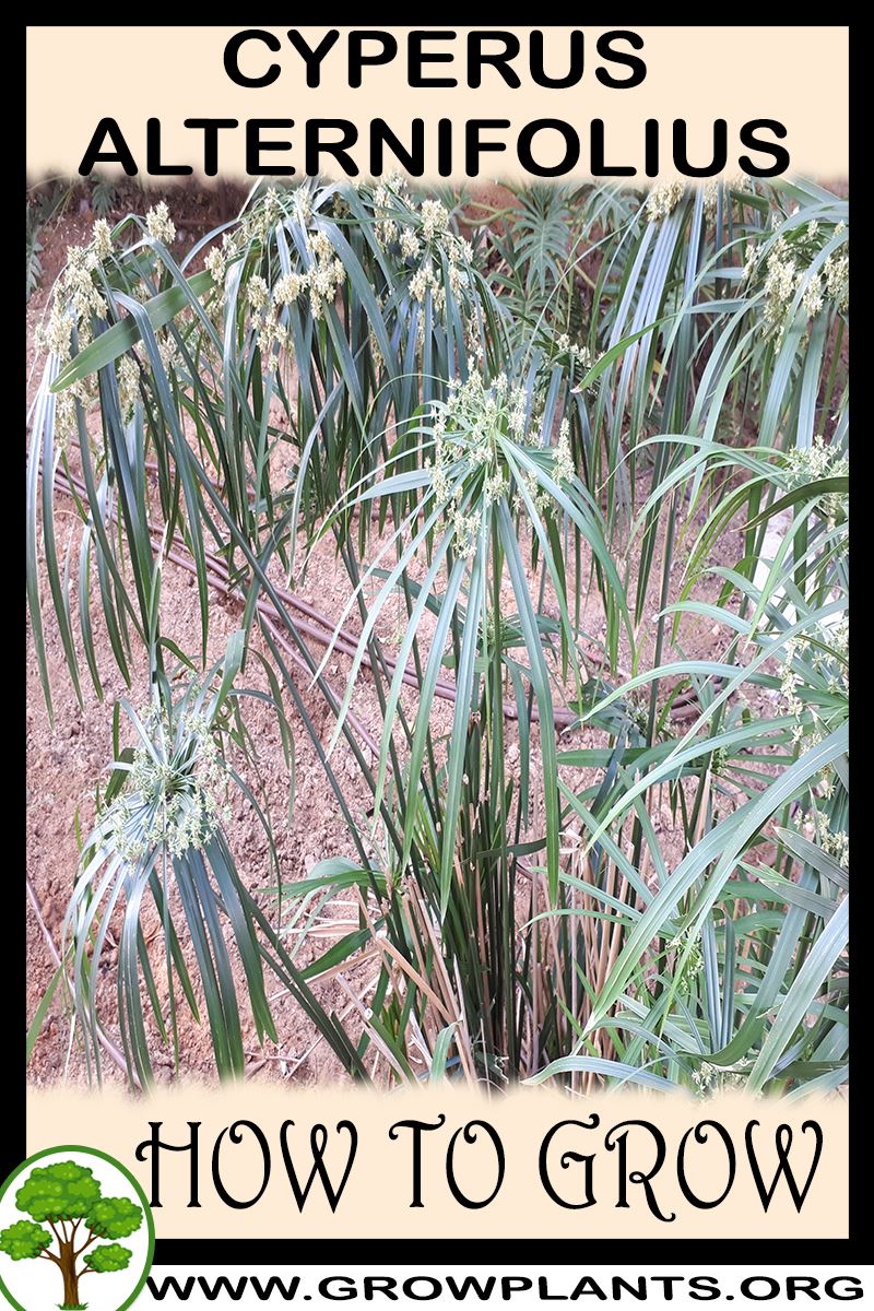 How to grow Cyperus alternifolius