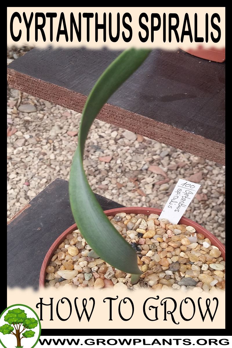 How to grow Cyrtanthus spiralis