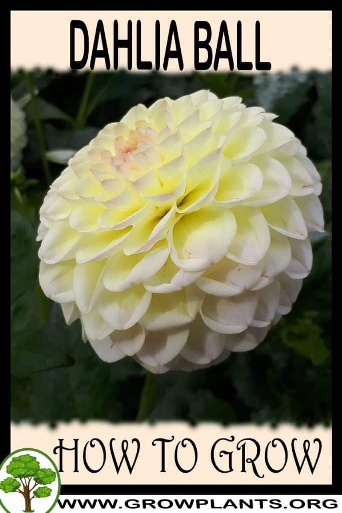 How to grow Dahlia Ball