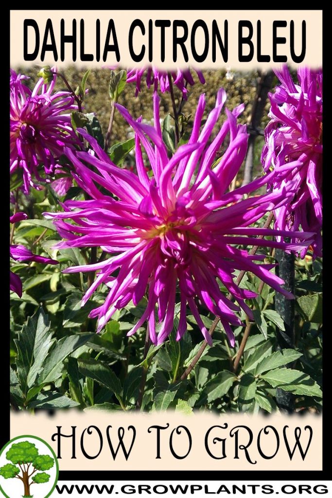 How to grow Dahlia Citron bleu