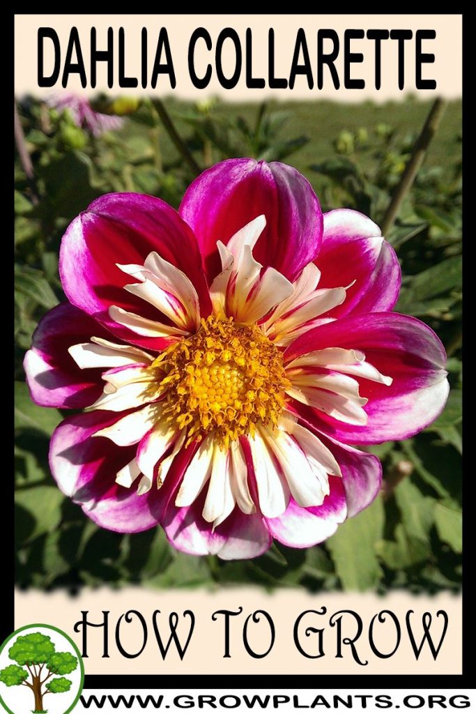 How to grow Dahlia Collarette