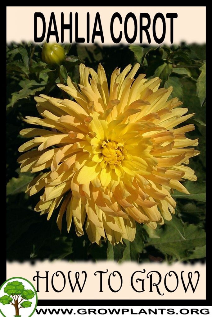 How to grow Dahlia Corot