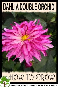 How to grow Dahlia Double Orchid