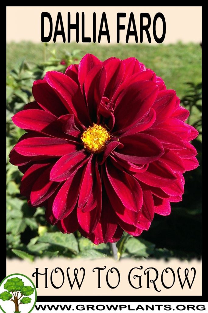 How to grow Dahlia Faro