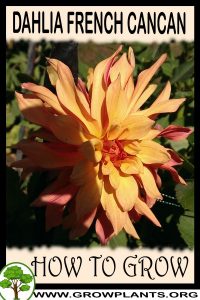 How to grow Dahlia French Cancan