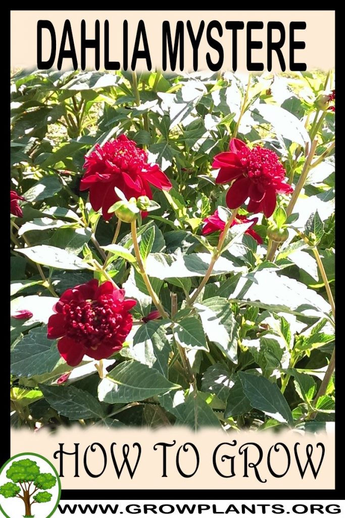 How to grow Dahlia Mystere