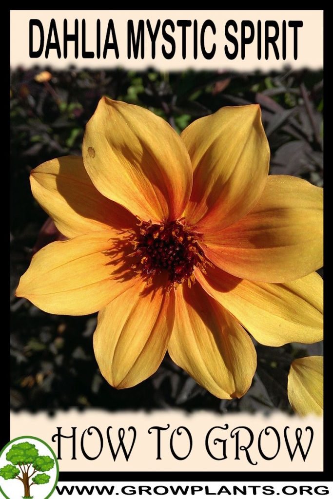 How to grow Dahlia Mystic spirit