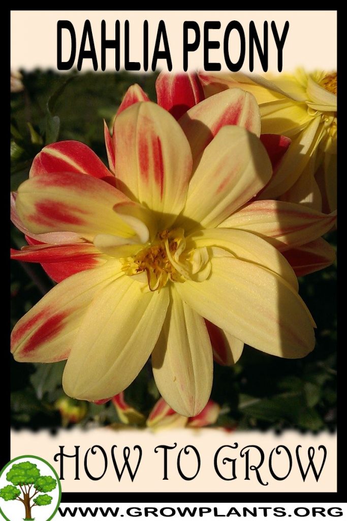 How to grow Dahlia Peony
