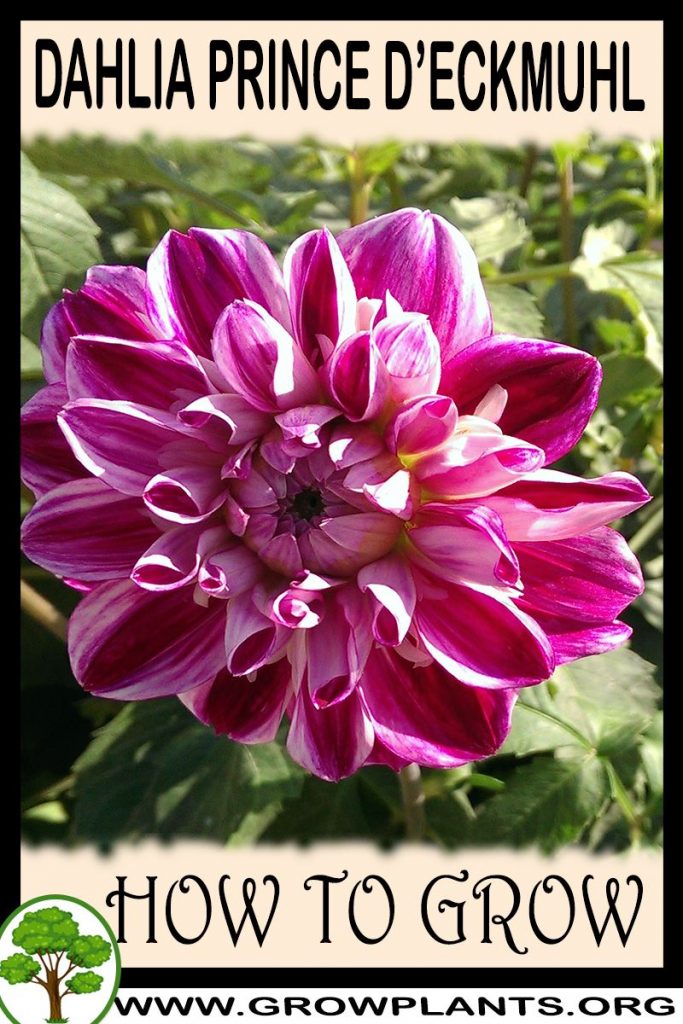 How to grow Dahlia Prince deckmuhl