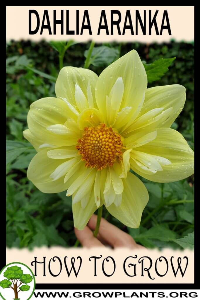 How to grow Dahlia aranka