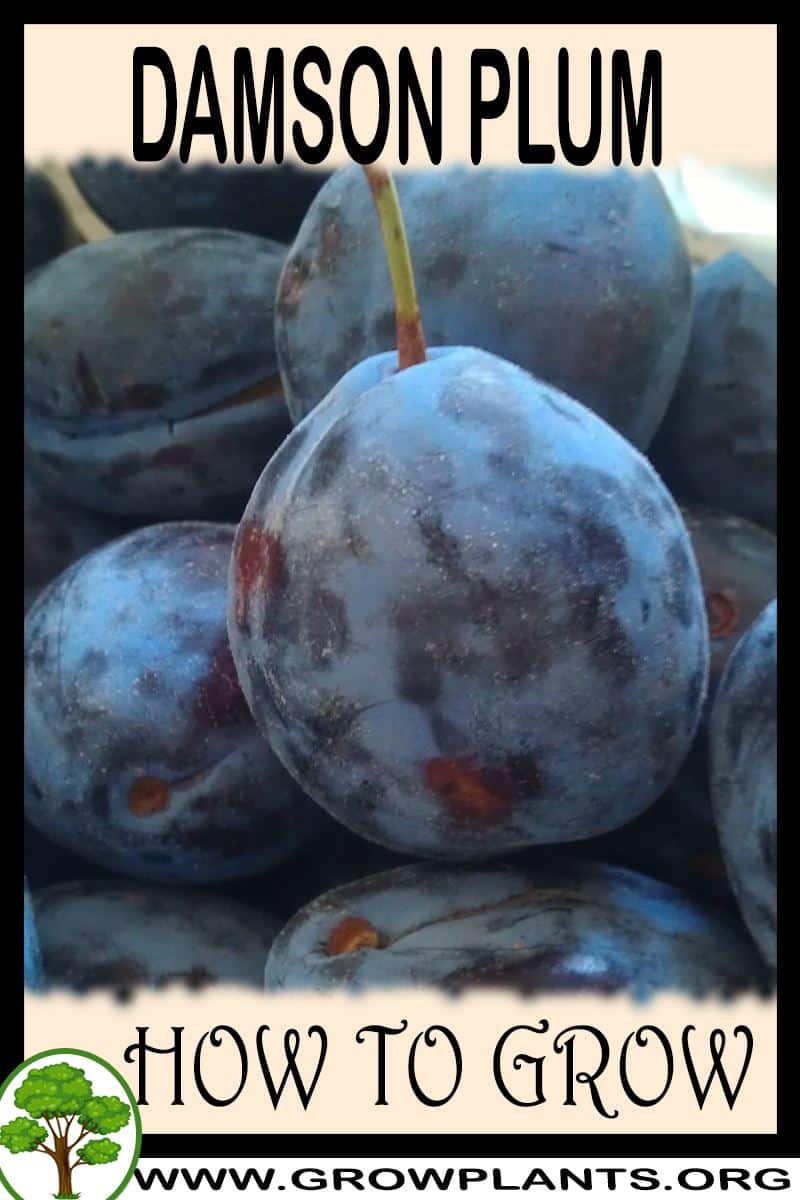 How to grow Damson plum