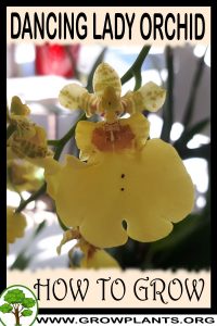 How to grow Dancing lady orchid