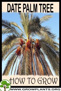 How to grow Date palm tree