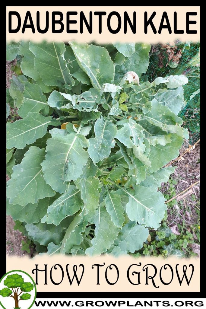 How to grow Daubenton Kale