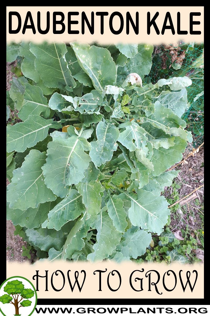How to grow Daubenton Kale