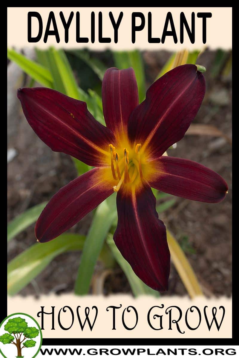 How to grow Daylily