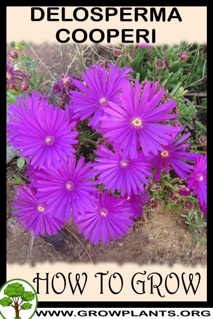 Delosperma Cooperi How To Grow And Care 1052