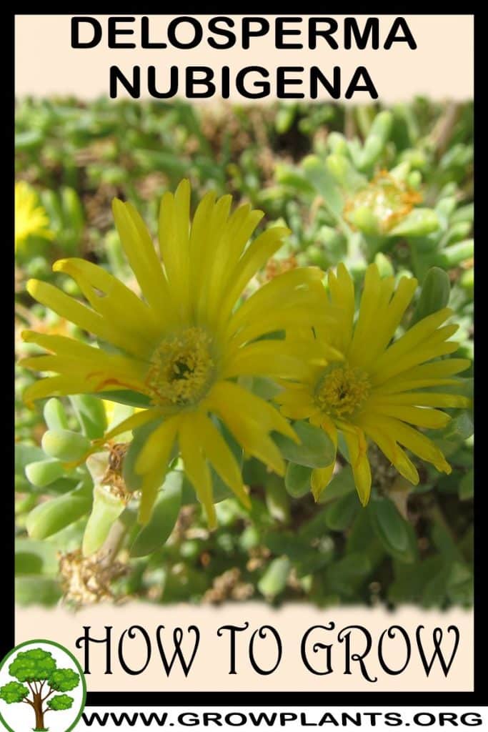 How to grow Delosperma nubigena