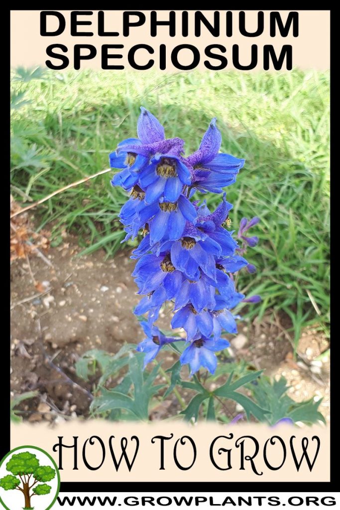 How to grow Delphinium speciosum