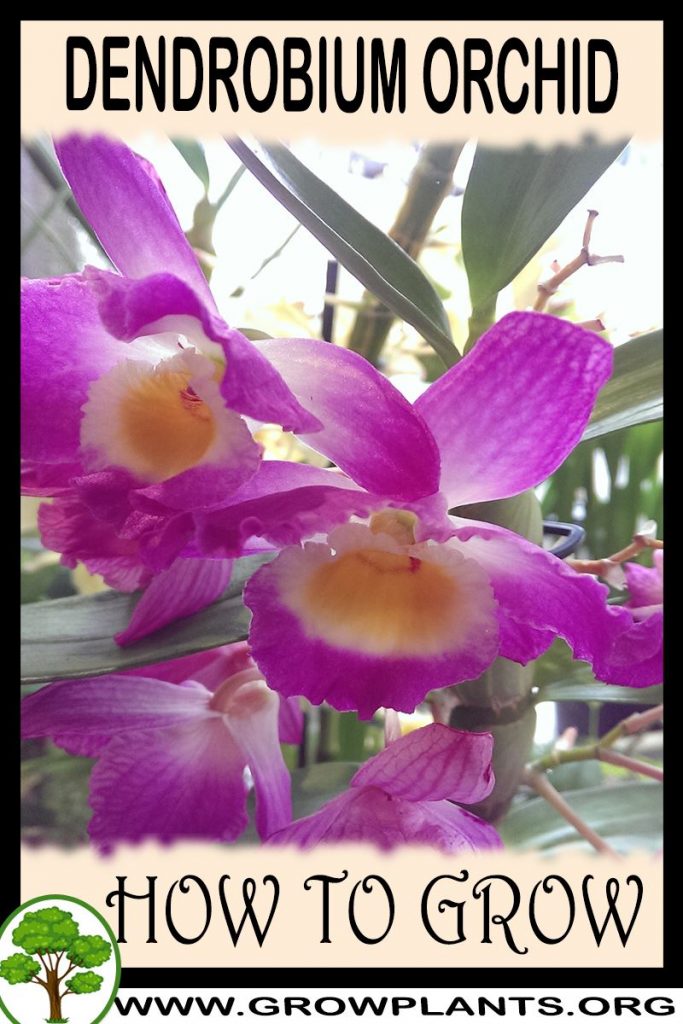 How to grow Dendrobium