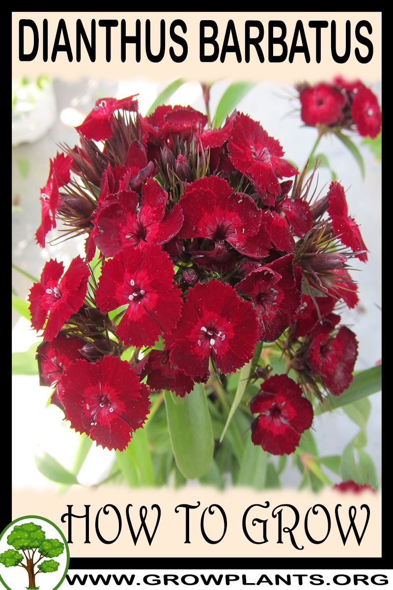 How to grow Dianthus barbatus